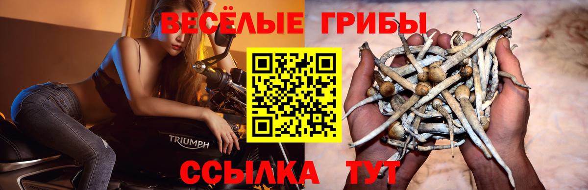Котовск  Псилоцибиновые грибы Psilocybe  Вход с VPN  Галлюциногенные грибы мухоморы 